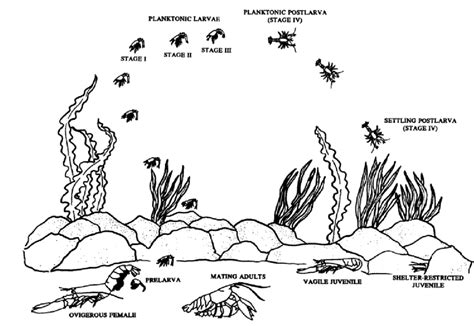 3. Diagram depicting the life cycle of the American lobster. (From ...