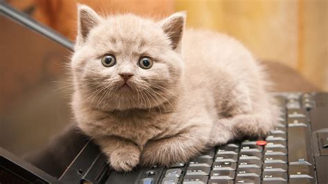 Why Cats Love Sitting on Keyboards