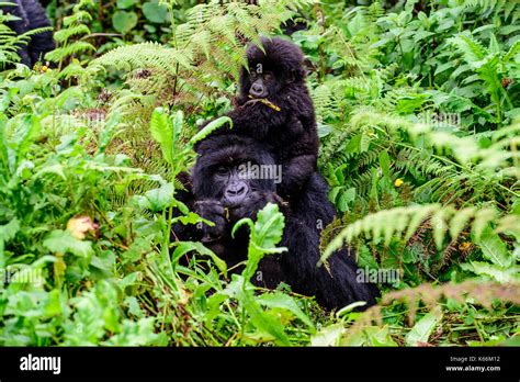 Baby gorilla hi-res stock photography and images - Alamy