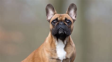 Pug French Bulldog Facts