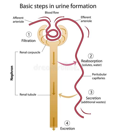 Formation of urine royalty free illustration | Urinal, Diagram, Labels