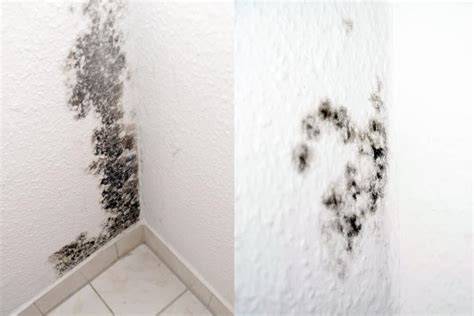 Can You Paint Over Mold in The Bathroom? | Decor Snob