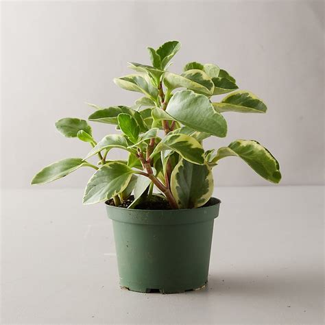 30 Low-Light Indoor Plants — Low-Light Houseplants