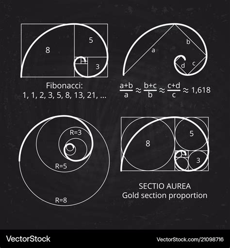 Scheme golden ratio section fibonacci spiral Vector Image