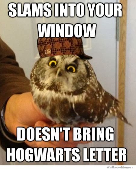 16 Funny Owl Memes - For Fum And Interesting Articles | Feafum