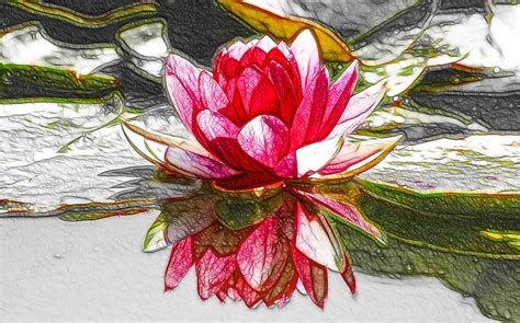 Red Lotus Flower Painting by Lanjee Chee