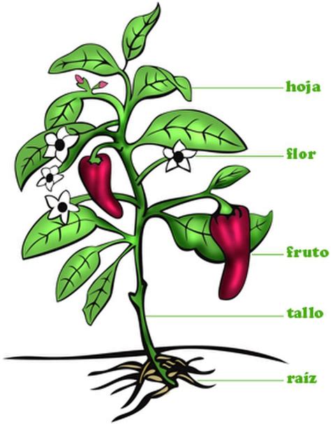 Nuestras amigas, las plantas. | Los seres vivos