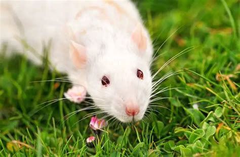 Rat - Description, Habitat, Image, Diet, and Interesting Facts