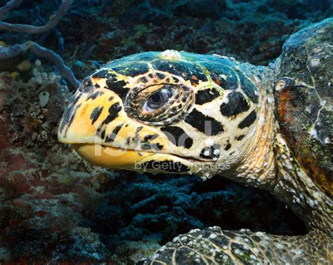 Close UP of Green Sea Turtle's Head stock photos - FreeImages.com