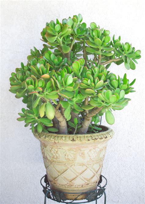 How to Care for a Jade Plant - Natalie Linda