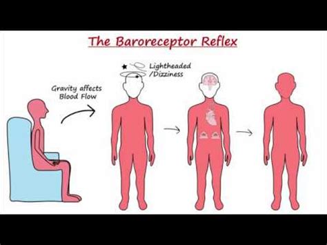 Baroreceptor Reflex - YouTube