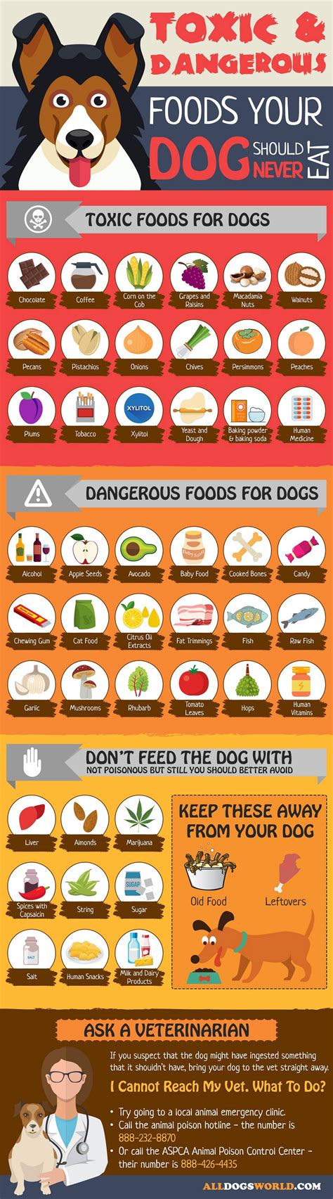 10 Shocking Reasons Why Your Dog Food is Actually Bad & Our Must-Have Buying Guide! - Furry Folly