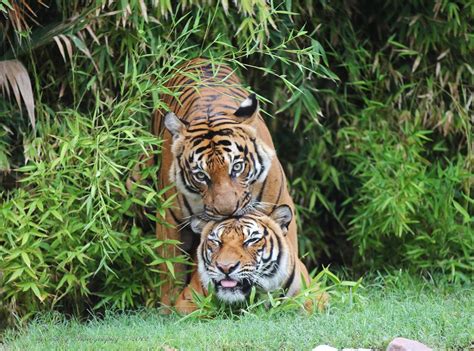 Bengal Tiger Mating | allaboutcatteryus