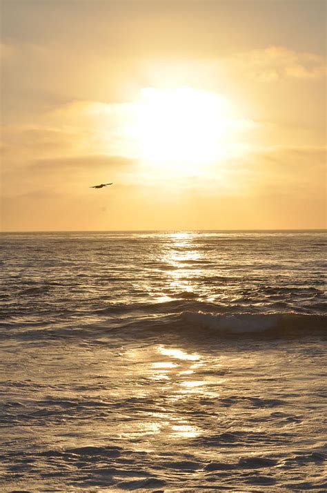 Sunset Pelican Silhouette Photograph by Bridgette Gomes - Fine Art America