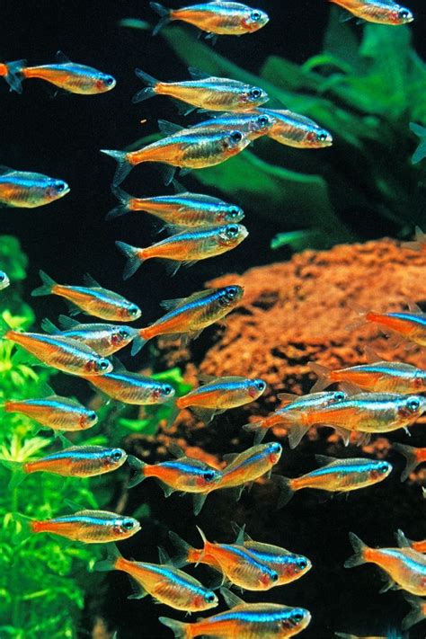 Neon Tetra Fish | Neon tetra, Neon tetra fish, Tetra fish