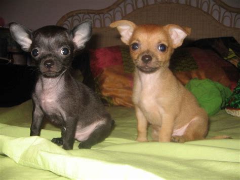 Puppies Pictures for Pet: Chihuahua Puppy Pictures