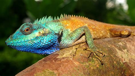 Colorful New Lizard Identified in Vietnam