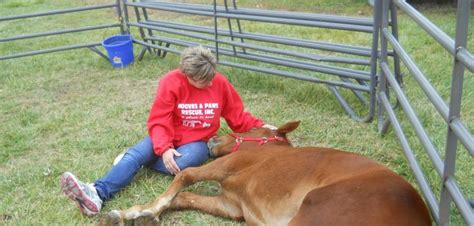 Hooves and Paws Rescue of the Heartland, Inc. "A Place to Heal." A ...