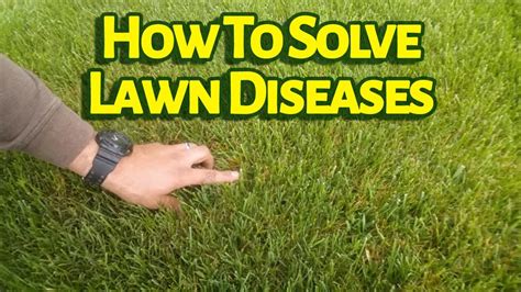 Brown Patch Fungus Fescue Lawn - cruisemultifiles