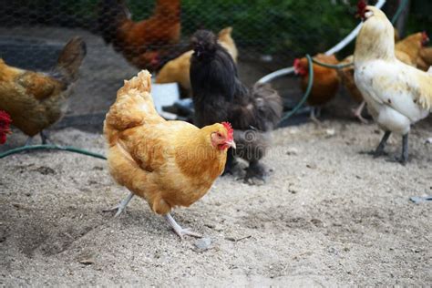 Assortment of Chicken Breeds on a Farm Stock Photo - Image of walking ...