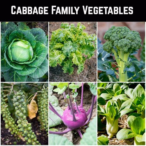 18 Cabbage Family Companion Plants & 4 To Never Grow Together