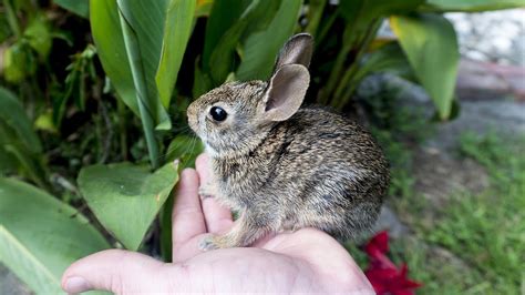 What To Feed A Wild Baby Cottontail Rabbit - Baby Viewer