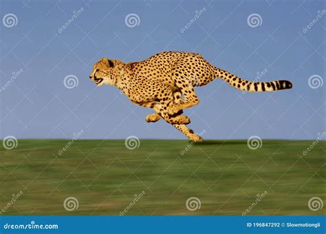 CHEETAH Acinonyx Jubatus, Adult Running through Savannah Stock Photo - Image of mammal, movement ...