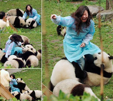 When giant panda cubs attack | Daily Mail Online