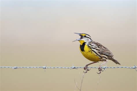 Meadowlark Songs: Types Of Meadowlark Sounds