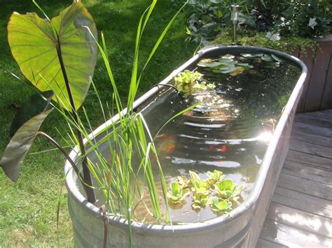 Galvanized Water Trough Pond Fish