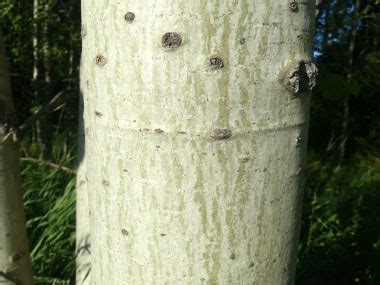 Quaking Aspen: Identification, Leaves, Bark & Habitat | Populus tremuloides