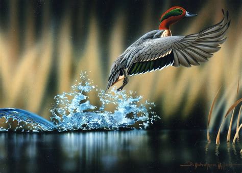 Wildlife Photography Wallpapers - Top Free Wildlife Photography Backgrounds - WallpaperAccess