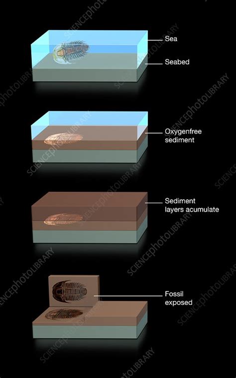 Fossil formation, illustration - Stock Image - C048/2765 - Science ...