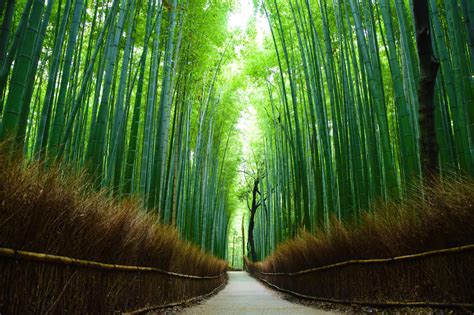 Arashiyama Bamboo Forest | Discover places only the locals know about | JAPAN by Japan