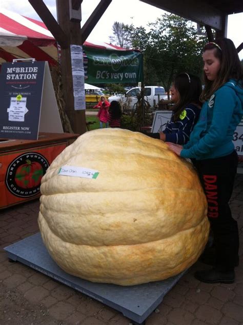 Langley giant pumpkin contest crowns winner | CBC News