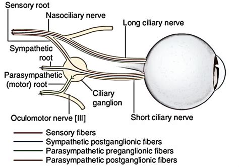 Easy Notes On 【Nerves of the Orbit】Learn in Just 3 Minutes!