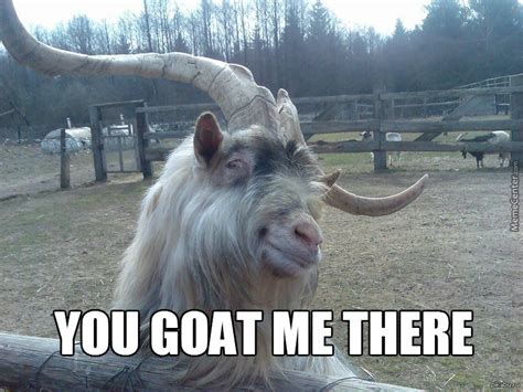 51 Funniest Goat Memes Photos, Pictures, Images & Gifs | Picsmine