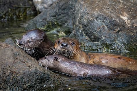 River Otter Family Photograph by Mike Van Grouw - Pixels