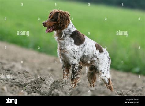 Dog Brittany Spaniel / Epagneul breton adult (liver tricolor) standing in a field Stock Photo ...