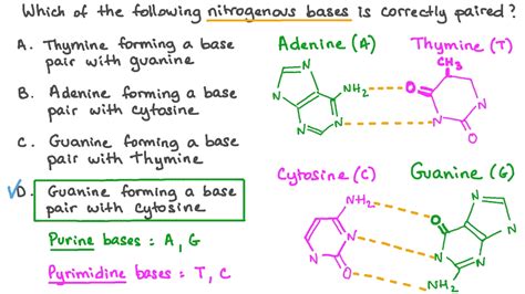 2 Types Of Nitrogenous Bases