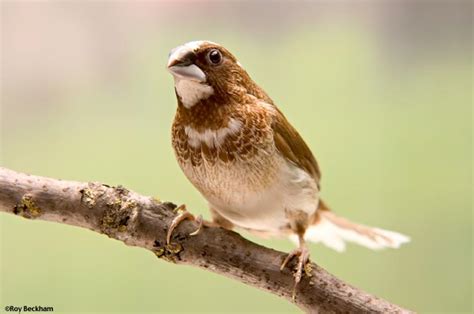 The Society Finch - Lonchura striata domestica