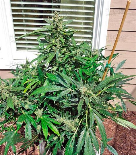 Buy Sour Diesel Auto feminized seeds by Humboldt Seed Organization - Herbies