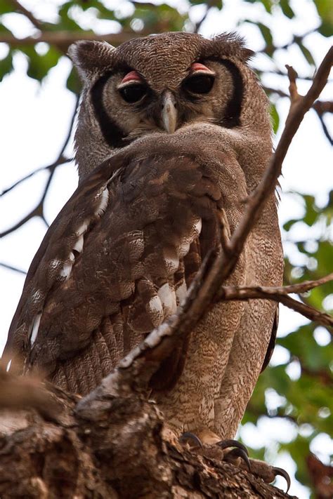 Giant Eagle Owl Photograph by Annette Naude - Fine Art America