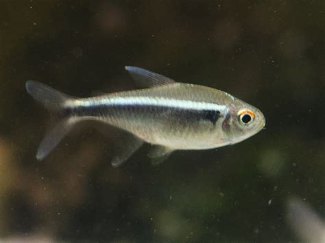 Black Neon Tetra Fish: Characteristics, habitat, care and more