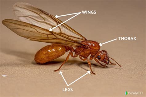 Anatomy of an Ant - Ant Body Parts With Diagrams