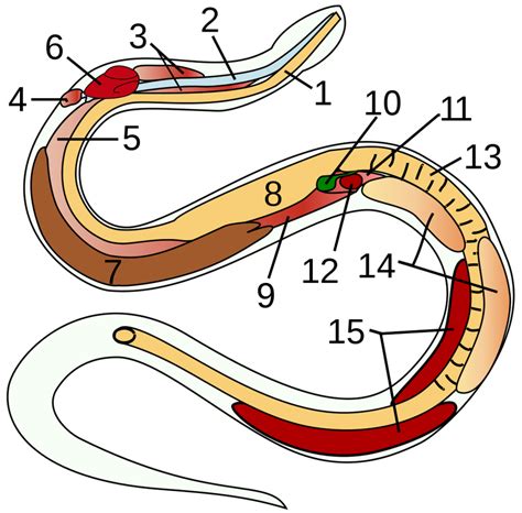 Digestion - The cayenne caecilian