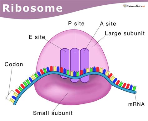 Ribosomes: Definition, Structure, & Functions, with Diagram