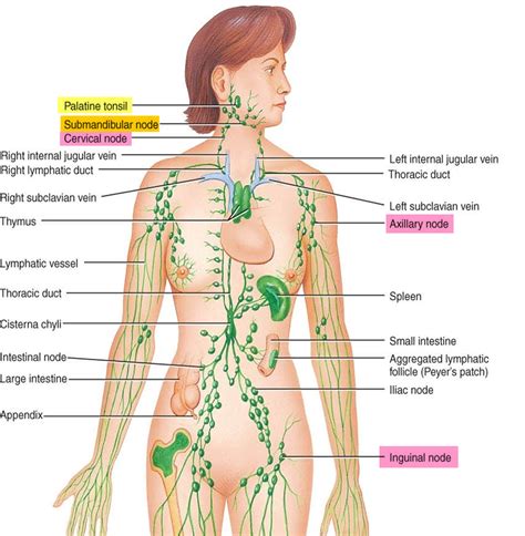 Lymph Nodes In The Groin Region