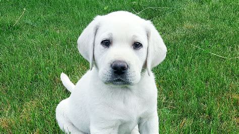 English Lab Puppies For Sale