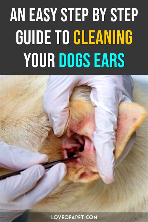 How to Clean Dog's Ears at Home: 5 Steps - Love Of A Pet | Cleaning ...